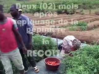 Culture hors-sol biodynamique