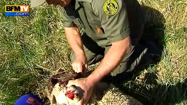 Attaque d'un loup solitaire dans les Alpes-Maritimes: 21 brebis tuées, une enquête ouverte