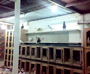 Farok Alfarok Filo Güvercinleri