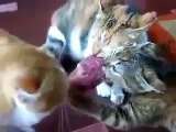 crazy pepole cats funny video clips victoriousThree cats funny cats _ BEst Funny Cats