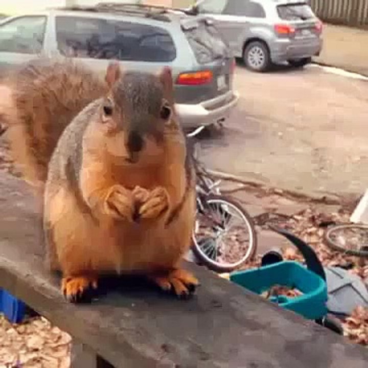 Laughs For Gags A Hilarious Talking Squirrel