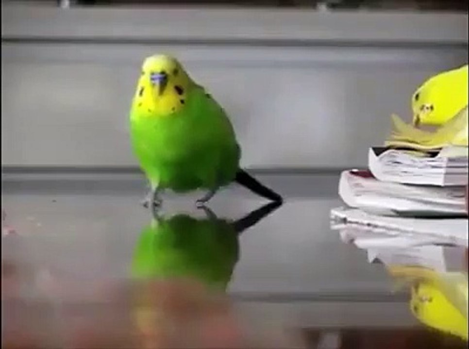 Questo Pappagallo è una Bomba!!
