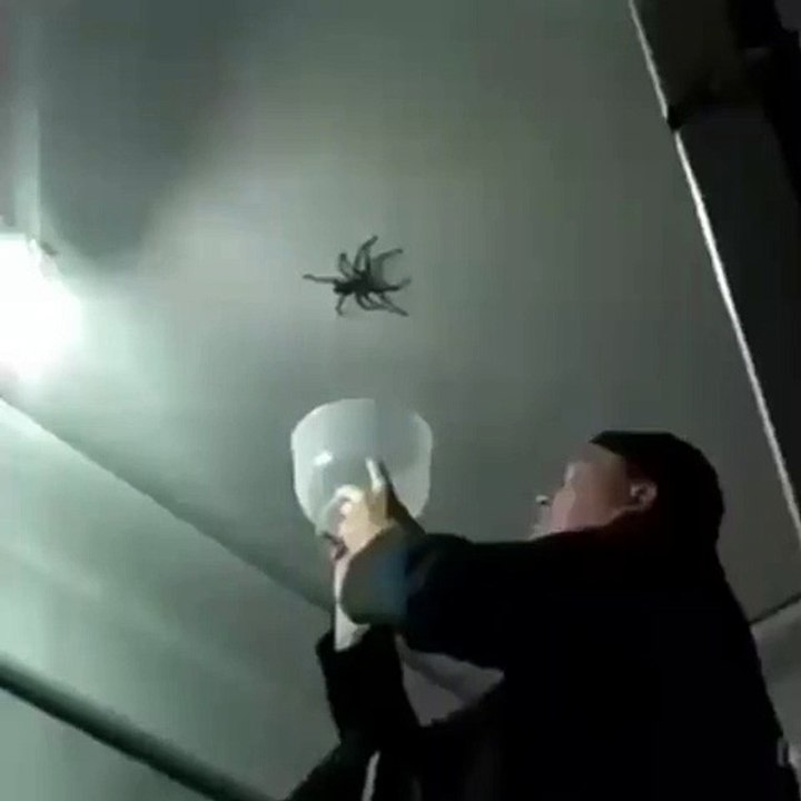 GUY FAILS AT PUTTING HUGE SPIDER IN CONTAINER