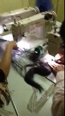 Máy may tóc 3 đầu SANTAR, three head hair weaving sewing machine