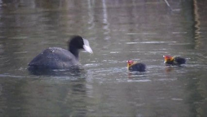 les oiseaux de la Gravière en avril