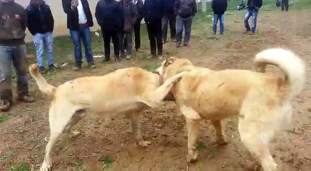 VID-20150415-WA0010