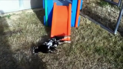 Топ приколы с животными