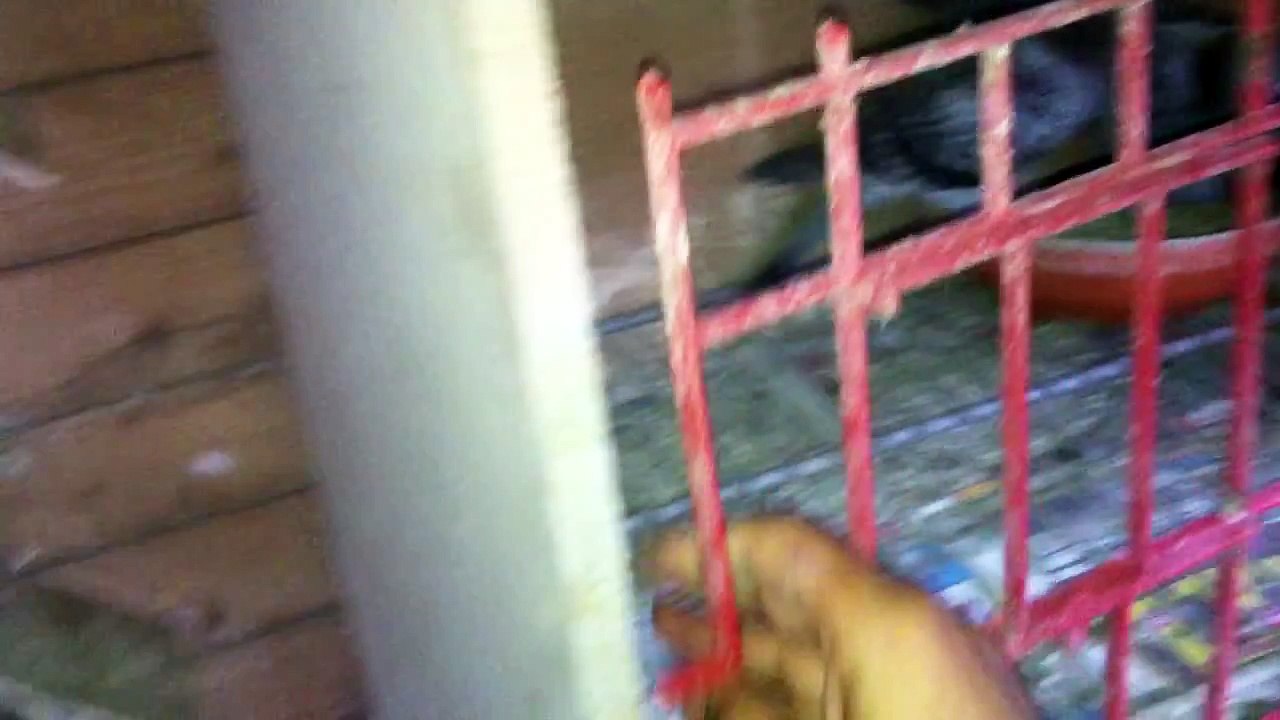 حمام الزاجل - اقدم لكم فيديو بسيط عن برج الزق او لوفت الانتاج - زاجل محمد الحسين - فرنسا-