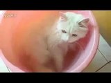 Cute Cats Annabel and Poe Love Sleeping - Funny Cat Videos - Funny Kitten Videos