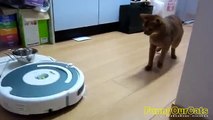 Cute Funny Cats and Vacuum Cleaner _ Funny Videos _ Music
