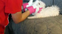 Cute Maltese puppy dog barking and playing with glove things Plainfield puppies funny videos