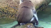 CUTE MONKEY VIDEO, FUNNY MONKEY VIDEO, MONKEY SWIMMING, CUTE ANIMALS, FUNNY VIDEOS