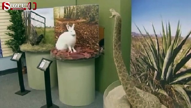 Gözlerine inanamadılar!