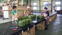 Square watermelons Japan - Best TimePass