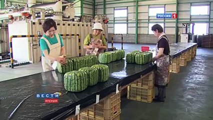 Square watermelons Japan - Best TimePass