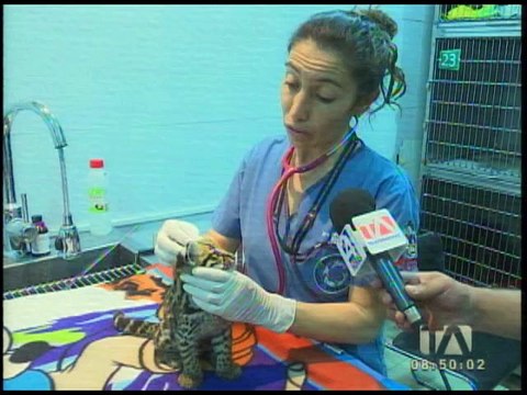 Tigrillos fueron rescatados en Pedro Vicente Maldonado