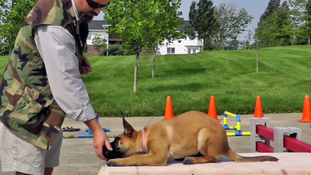 Malinois Puppy Training 12 weeks 4