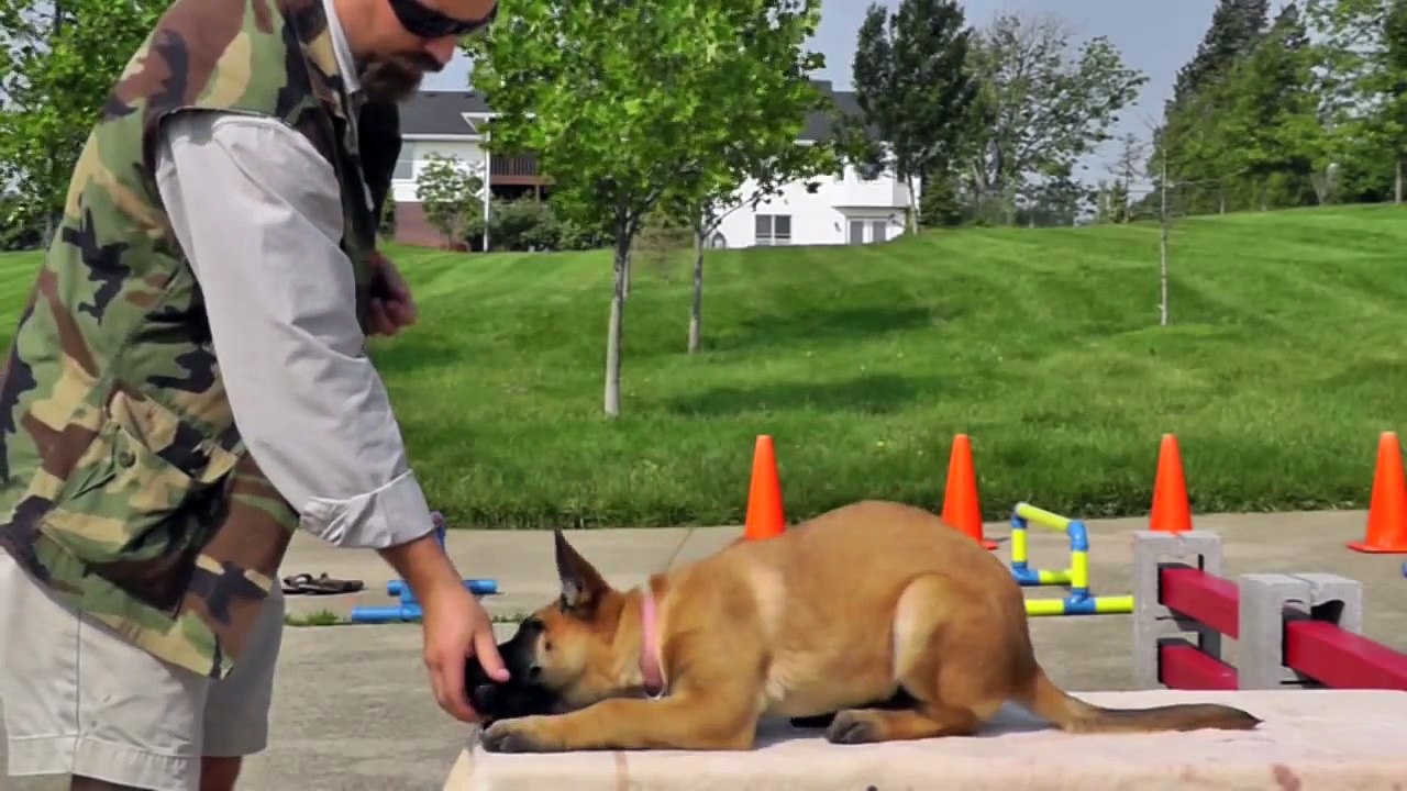 Malinois Puppy Training 12 weeks 4