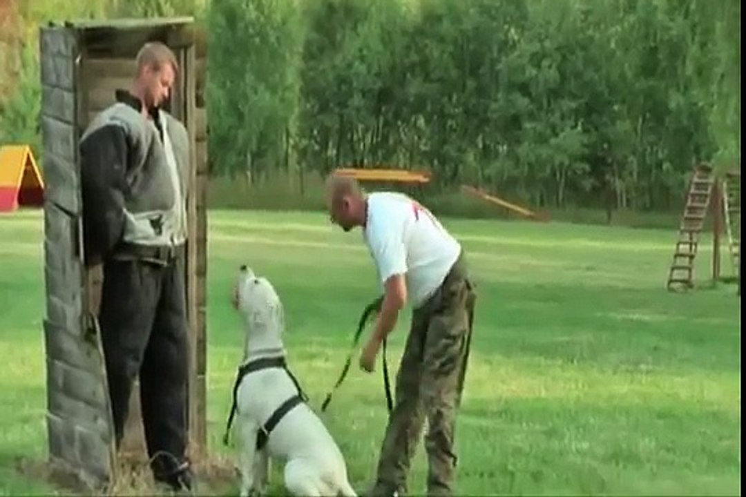 dogo argentino vs pit bull