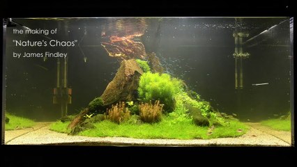 Nature s Chaos  Aquascape by James Findley - The Making Of