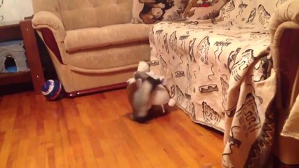 Хорек приглашает друга на прогулку