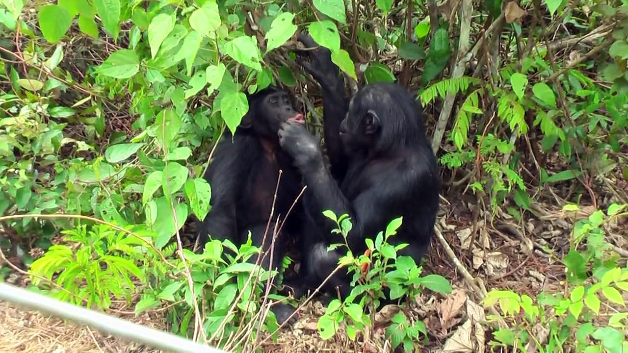 TRUE BONOBO LOVE