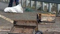 Millions of bees swarm on Chinese motorway after crash