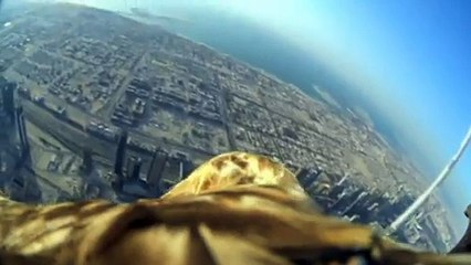Rare eagle flies from top of world_#039;s tallest building