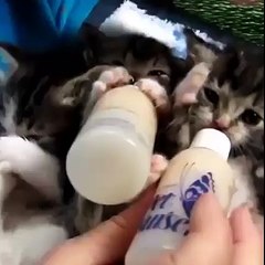 kediler biboronla süt içiyorlar çok tatlilar....