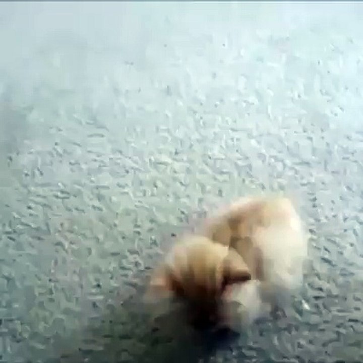 kedinin sahibiyle sohbeti