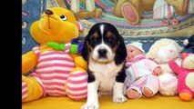 Chiots Beagle pur Race de maman Jenny & papa Micky Mouse nés le 5 mars 2015 HD