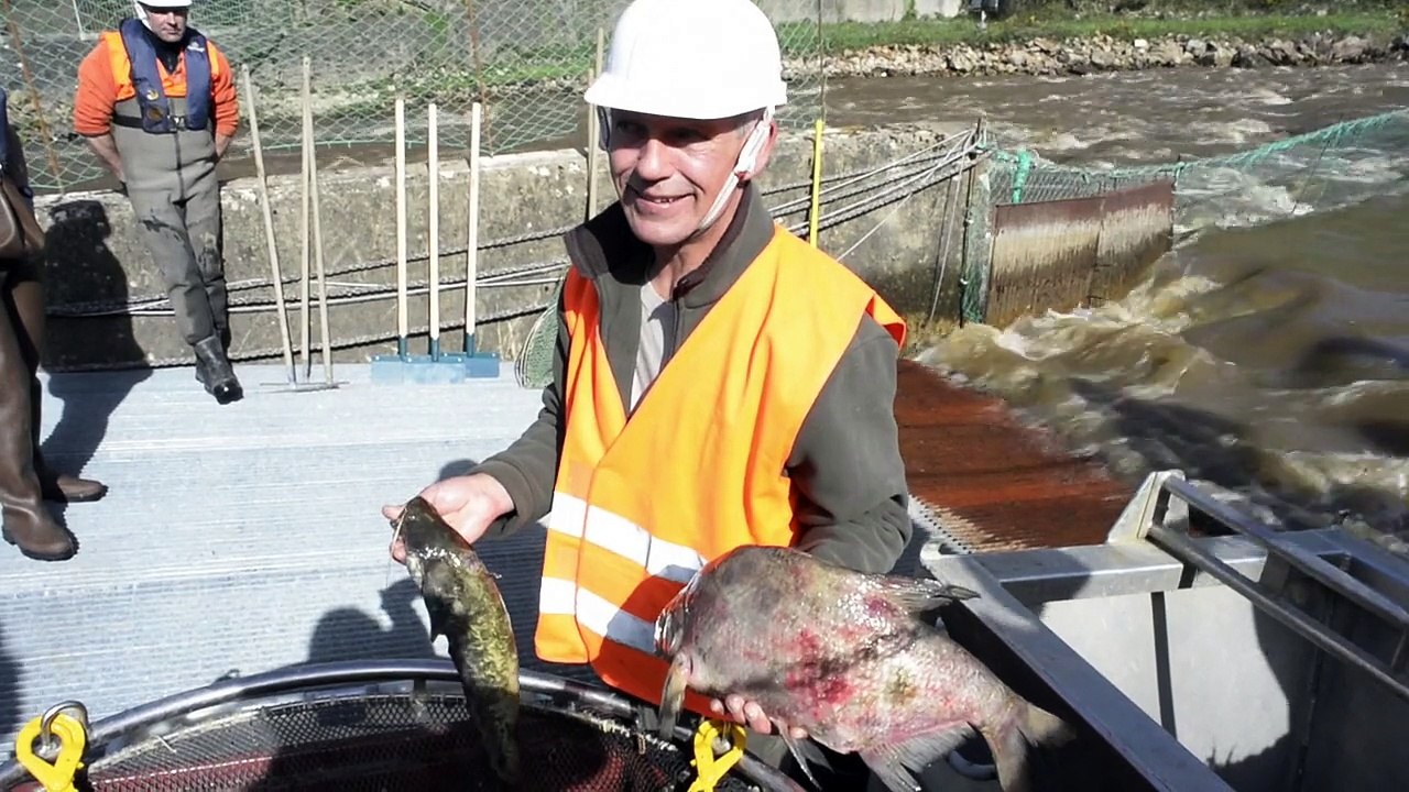 Vidange du lac de Guerlédan : Récupération des poissons