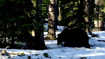 Finland wildlife - Wild Taiga forest