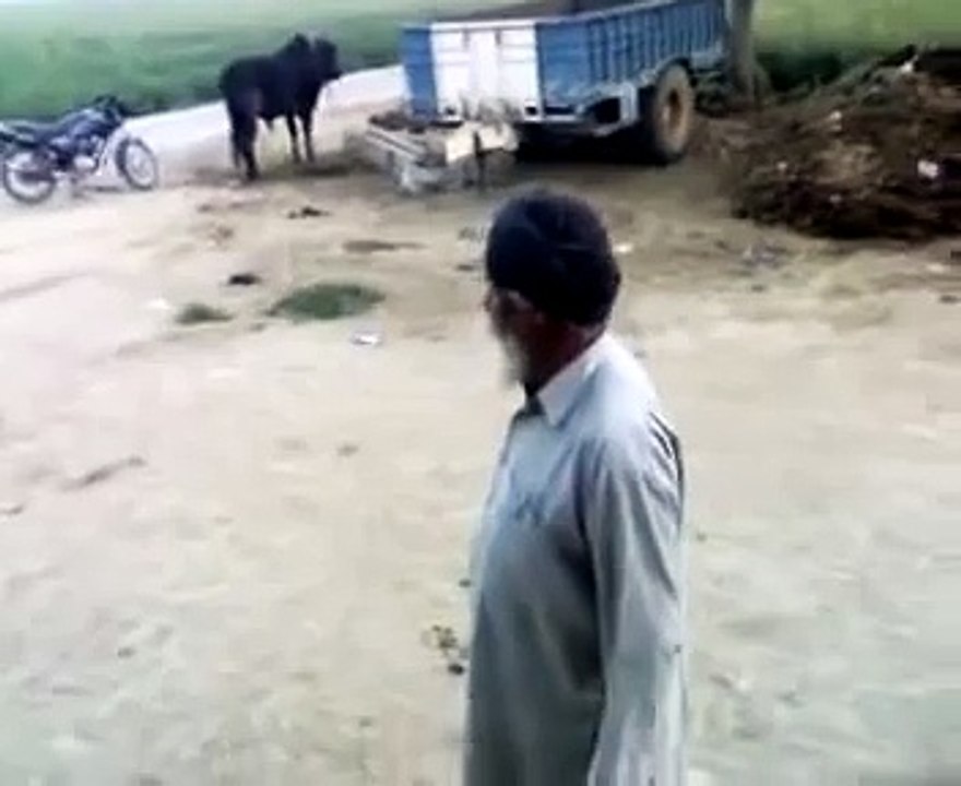 Fight indian punjabi funny