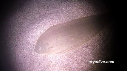 흑대기(Paraplagusia japonica)~ Black cow-tongue,Black tongue fish