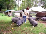 smart pot bellied pigs  at Hearts On Noses Sanctuary