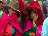 Mas de 100 borregos aparecen muertos en Chimborazo