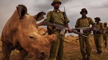 World's last male northern white rhino protected by armed guards 24/7