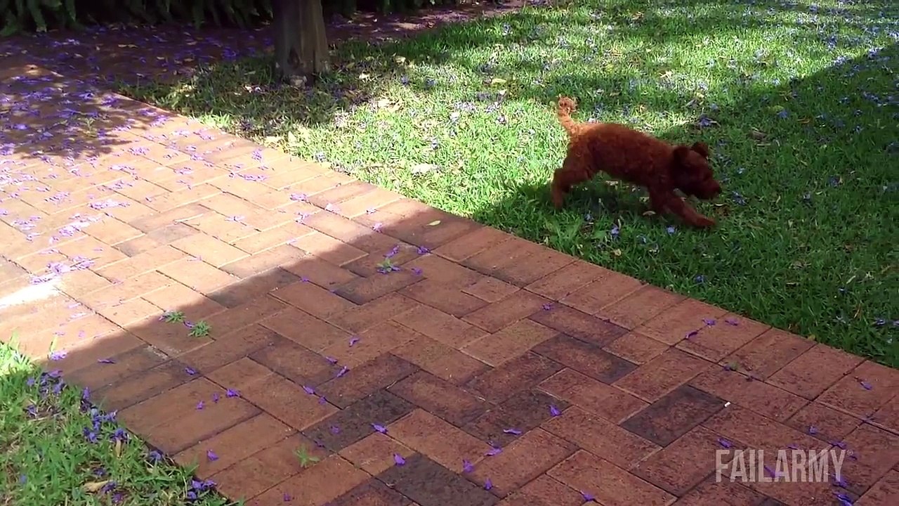 Funniest Animal Fails Compilation -- FailArmy