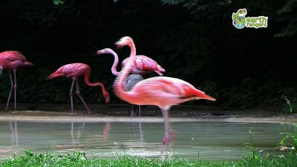 Funny Talking Animals