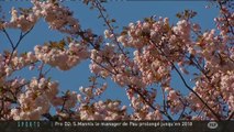 Les cerisiers en fête au Jardin Japonais (Toulouse)