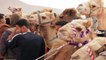 Camel Race - Wadi Rum, Jordan - HD