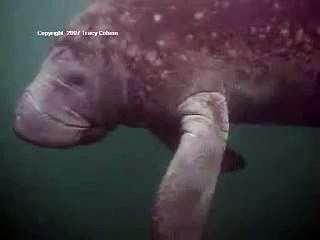 Manatee Yawns