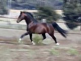 CANADANCE - Hackney Horse Stallion, standing at Stud