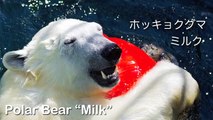 パワフルに遊ぶホッキョクグマ「ミルク」~Polar Bear is playing cheerfully