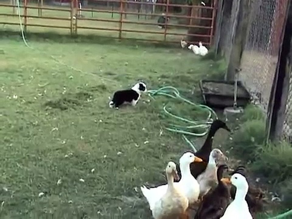 Border Collie puppies at 4 weeks old with ducks