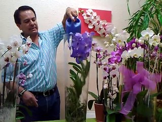 Forma de regar la orquidea Vanda