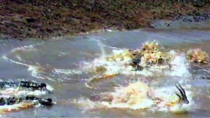 World's Deadliest - Croc Attack!