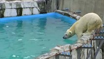かわいい！ラッコみたいなホッキョクグマ~Polar Bear cub like a sea otter