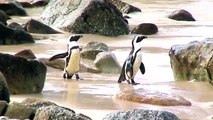 Penguins at Boulders Beach Near Cape Town South Africa